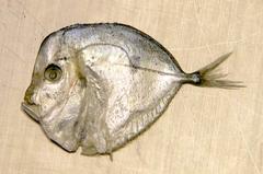 Selene setapinnis