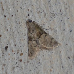 Macalla glastianalis