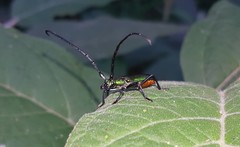 Aglaoschema ventrale