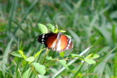 Danaus chrysippus alcippus