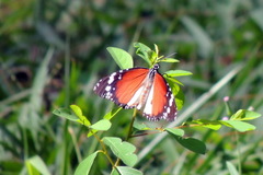 Danaus chrysippus alcippus