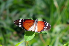 Danaus chrysippus alcippus