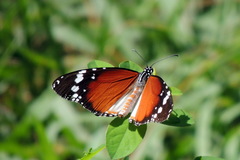 Danaus chrysippus alcippus
