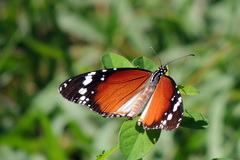 Danaus chrysippus alcippus