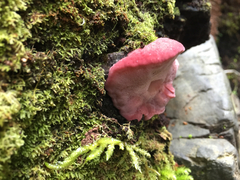 Aurantiporus pulcherrimus