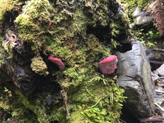 Aurantiporus pulcherrimus