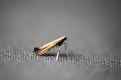 Caloptilia azaleella