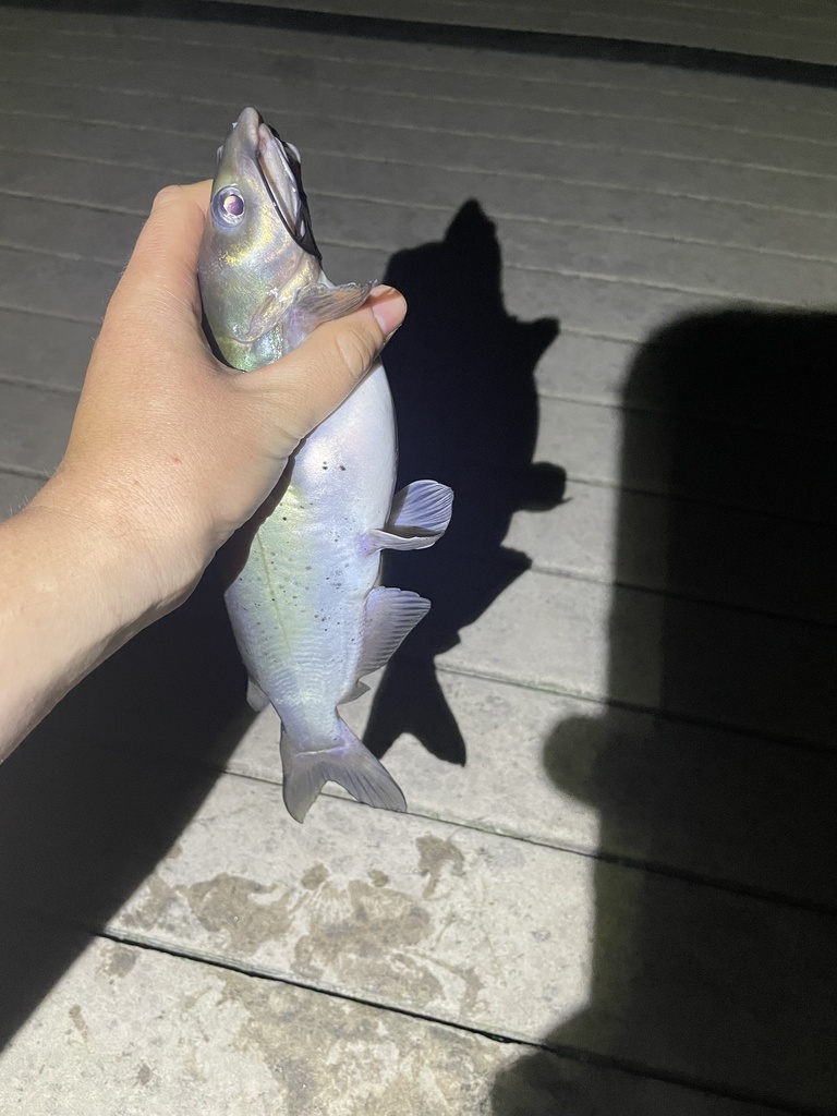 Channel Catfish from Lake Hartwell, Seneca, SC, US on May 19, 2023 at