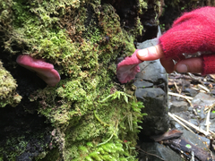 Aurantiporus pulcherrimus