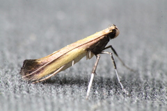 Caloptilia azaleella