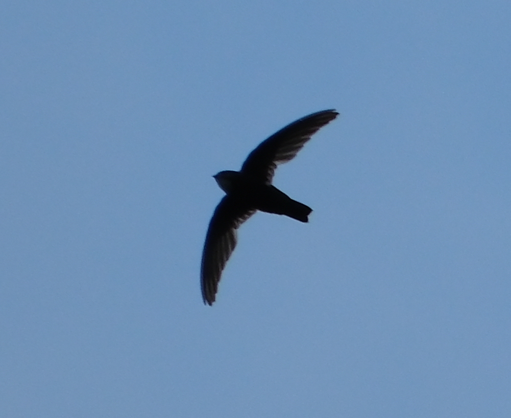 House Swift