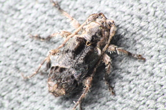 Hybolasius crista