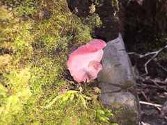 Aurantiporus pulcherrimus