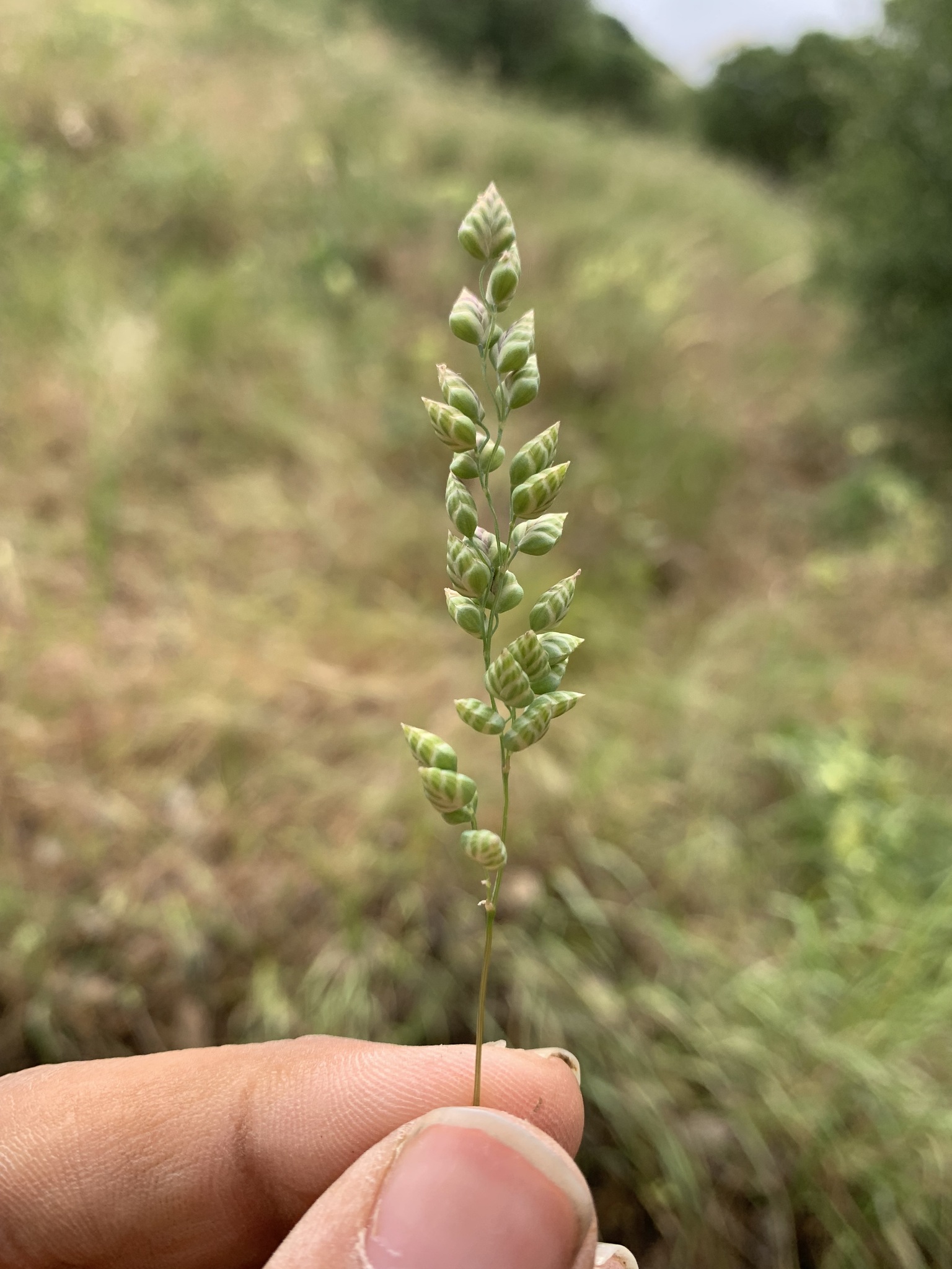 Briza humilis