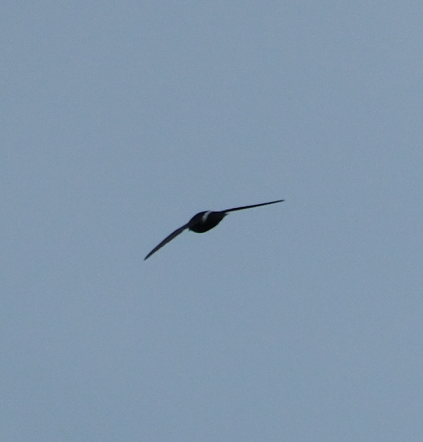 House Swift