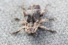 Hybolasius crista