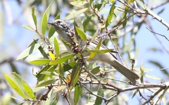 Plectorhyncha lanceolata
