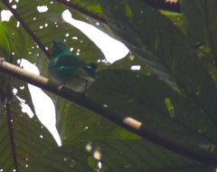 Chlorophonia occipitalis