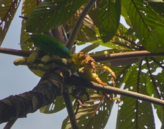 Chlorophonia occipitalis
