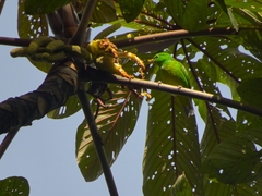Chlorophonia occipitalis