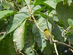 Empidonax flavescens