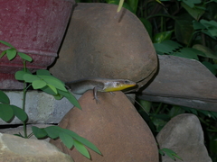 Eutropis multifasciata