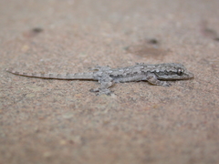 Hemidactylus platyurus