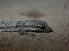 Hemidactylus platyurus