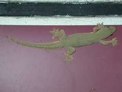 Hemidactylus platyurus