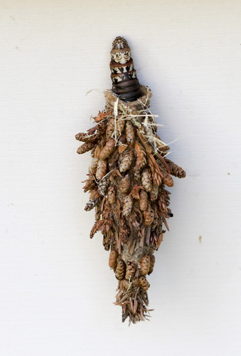 Evergreen Bagworm Moth