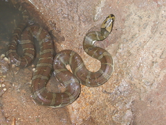 Homalopsis mereljcoxi