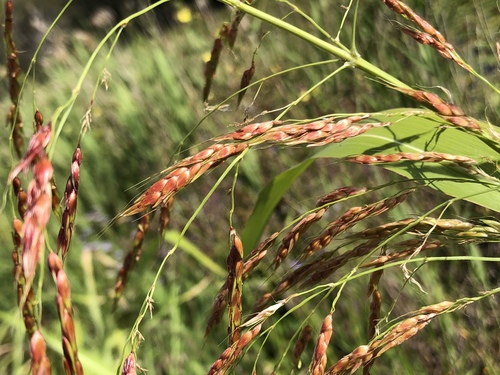 Sorghum timorense