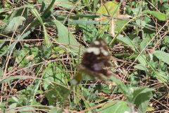 Junonia oenone