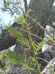 Vachellia sieberiana