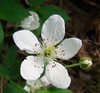 Common Dewberry - Photo (c) Anita, some rights reserved (CC BY-NC)