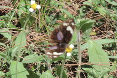 Junonia oenone
