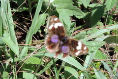 Junonia oenone