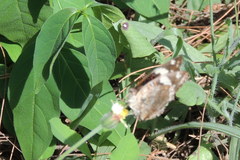 Junonia oenone