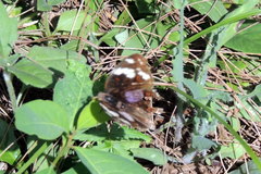 Junonia oenone
