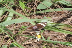 Junonia oenone