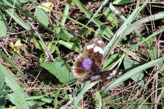 Junonia oenone