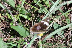 Junonia oenone