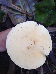 Leucopaxillus albissimus image