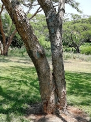 Vachellia sieberiana