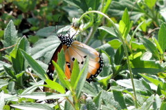 Danaus chrysippus alcippus