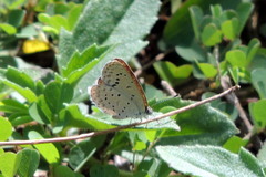 Zizeeria knysna