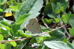 Zizeeria knysna