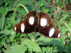 Hypolimnas misippus