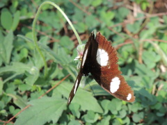 Hypolimnas misippus