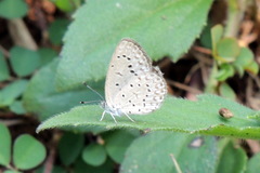 Zizeeria knysna